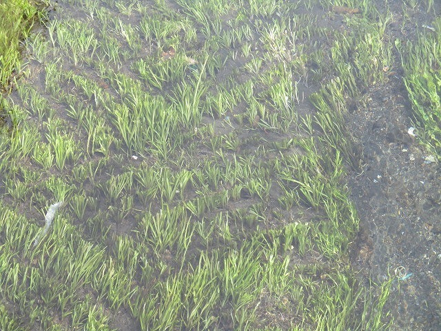 水位も下がり、オオバンが水草を食べてくれた！　これが年間続いたら良いのにと思う田宿川の川そうじ_f0141310_07155421.jpg