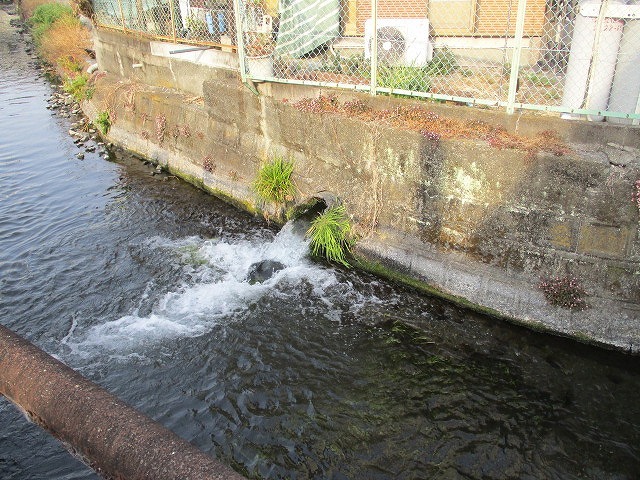 水位も下がり、オオバンが水草を食べてくれた！　これが年間続いたら良いのにと思う田宿川の川そうじ_f0141310_07160150.jpg