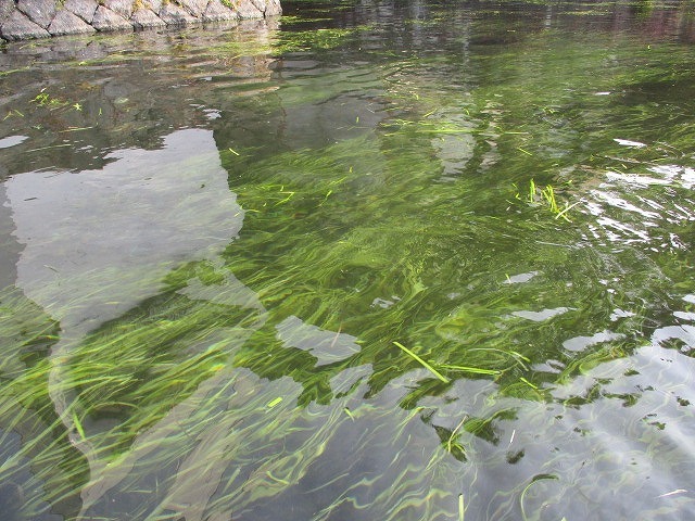 水位も下がり、オオバンが水草を食べてくれた！　これが年間続いたら良いのにと思う田宿川の川そうじ_f0141310_07160889.jpg