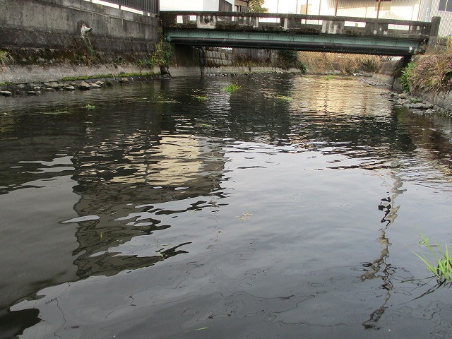 水位も下がり、オオバンが水草を食べてくれた！　これが年間続いたら良いのにと思う田宿川の川そうじ_f0141310_07161616.jpg
