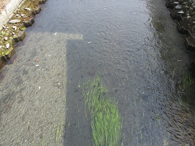 水位も下がり、オオバンが水草を食べてくれた！　これが年間続いたら良いのにと思う田宿川の川そうじ_f0141310_07162734.jpg