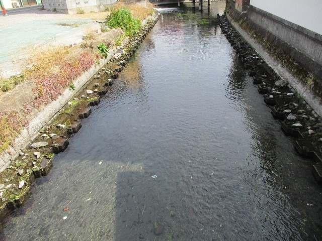 水位も下がり、オオバンが水草を食べてくれた! これが年間続いたら良いのにと思う田宿川の川そうじ_f0141310_07163524.jpg