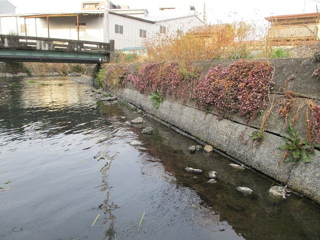 水位も下がり、オオバンが水草を食べてくれた！　これが年間続いたら良いのにと思う田宿川の川そうじ_f0141310_07165884.jpg