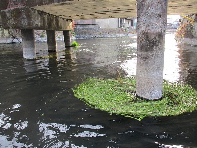 水位も下がり、オオバンが水草を食べてくれた！　これが年間続いたら良いのにと思う田宿川の川そうじ_f0141310_07171940.jpg