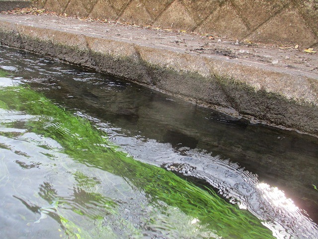 水位も下がり、オオバンが水草を食べてくれた！　これが年間続いたら良いのにと思う田宿川の川そうじ_f0141310_07173482.jpg