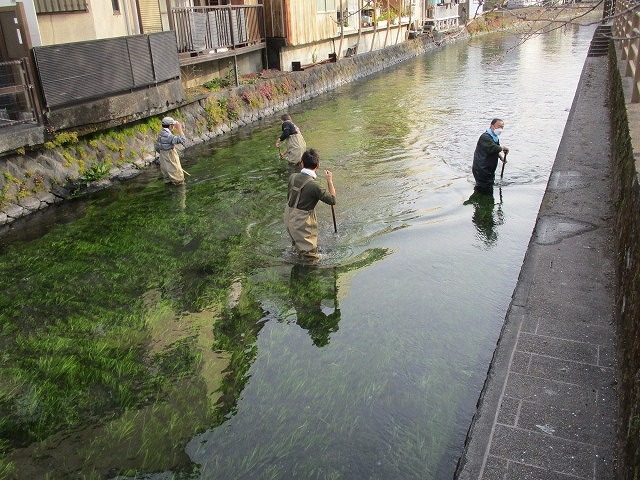 水位も下がり、オオバンが水草を食べてくれた! これが年間続いたら良いのにと思う田宿川の川そうじ_f0141310_07174530.jpg