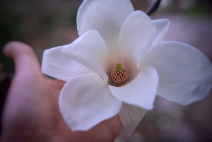 白木蓮で花茶をつくる 世話要らずの庭