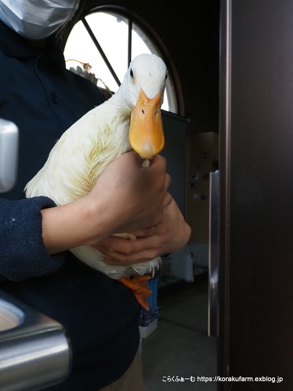 アヒルのクックちゃんの思い出 : こらくふぁーむ