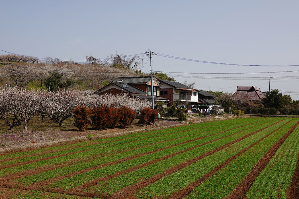 「牛尾梅林里の春模様」ー小城市小城町池上牛尾付近にてー_c0014538_19435484.jpg