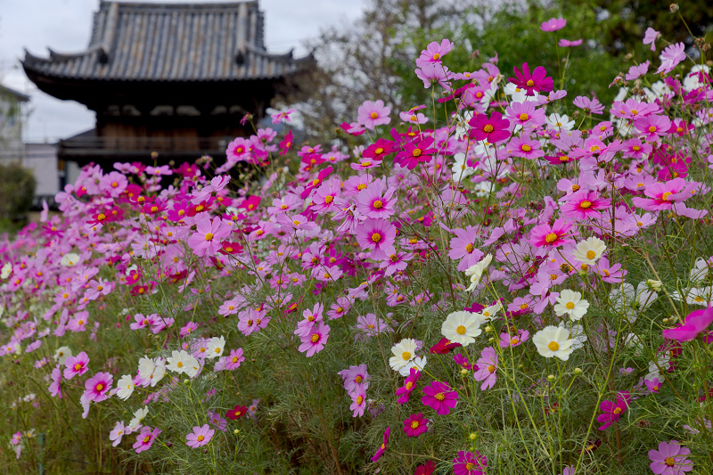 秋桜咲く般若寺_f0155048_22364471.jpg