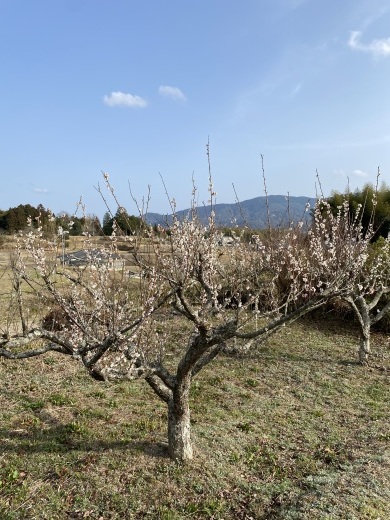 ようやく春の風景に　〜３月半ばの裏山とクロッセ周り〜_c0334574_18464287.jpeg