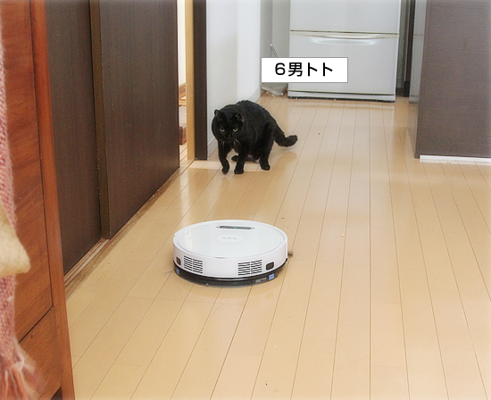 掃除機、その後!_a0389088_17480318.jpg