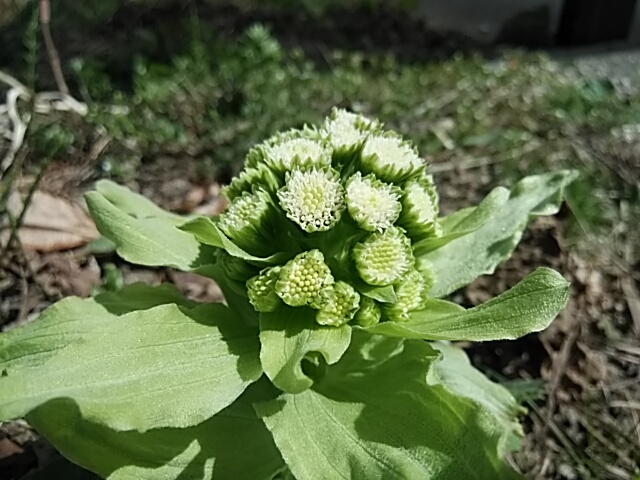 ふきのとうの花になる 22 3 15 徳ちゃん便り