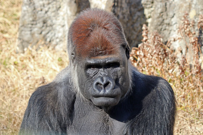 ニシゴリラ モンタ ローラ ボルネオオランウータン フトシ のラストショット 千葉市動物公園 February 21 続々 動物園ありマス