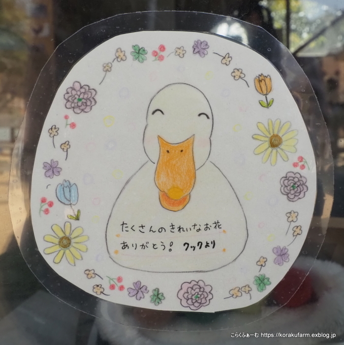 アヒルのクックちゃんの思い出 : こらくふぁーむ