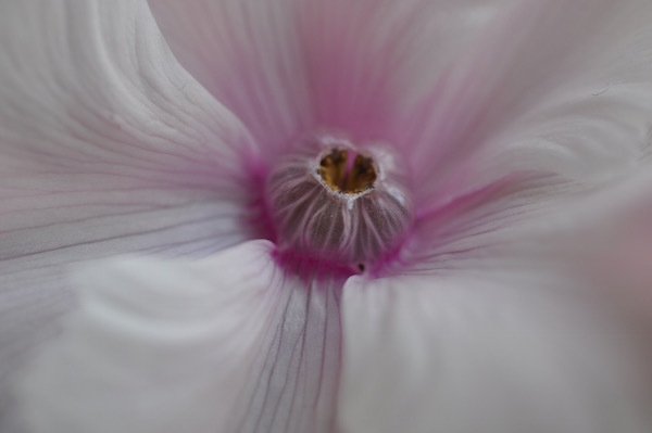 frill_b0172633_21211339.jpg