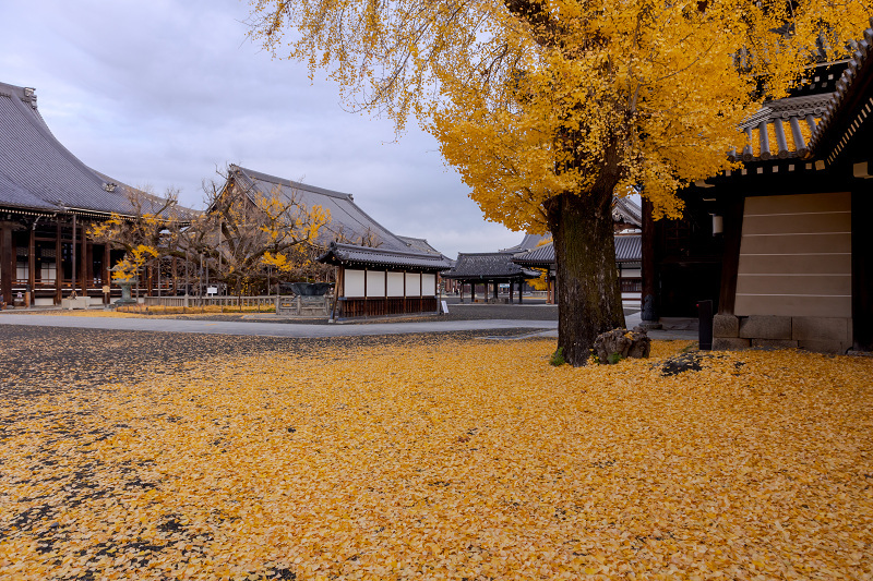 2021紅葉輝く京都　本願寺の銀杏（西本願寺）_f0155048_20573408.jpg