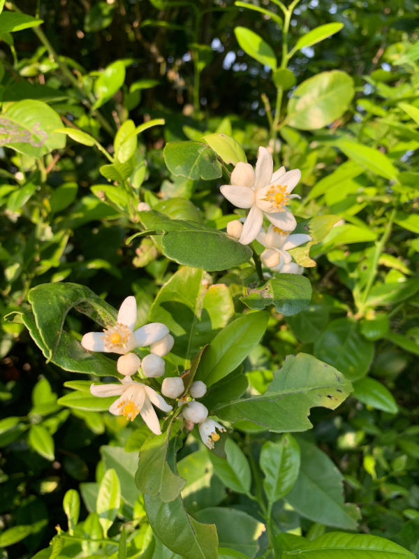 シークワーサーの花 もうひとつの海伝説 ゆったり沖縄時間