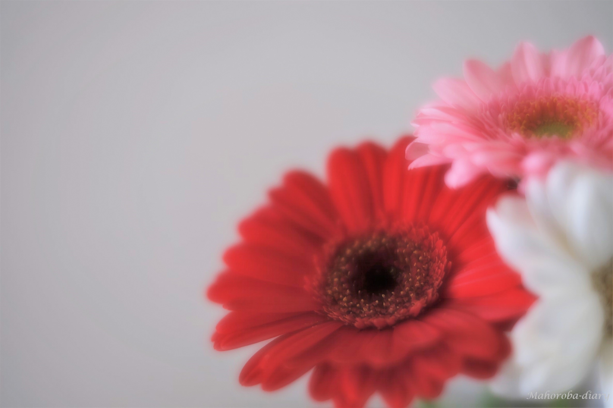 赤いガーベラ まほろば日記 赤いガーベラ まほろば日記