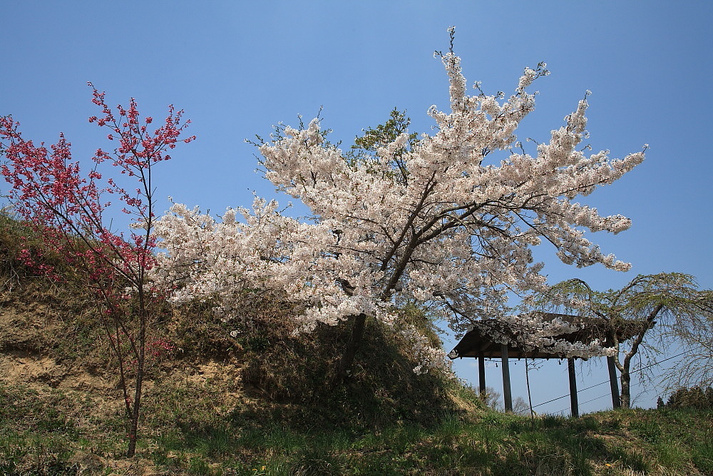 過去写真から　福島桜巡り　永泉寺の桜と弁天桜_e0165983_09553201.jpg