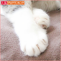 猫の看護師さん_a0389088_15430897.jpg