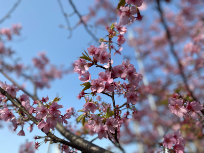 ‎葉桜_d0155416_08180250.jpg