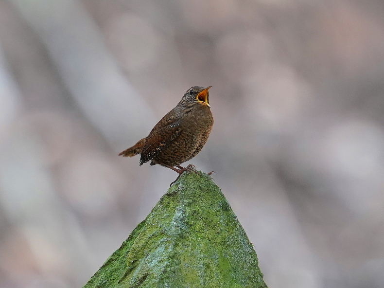 囀るミソサザイ 囀るミソサザイ