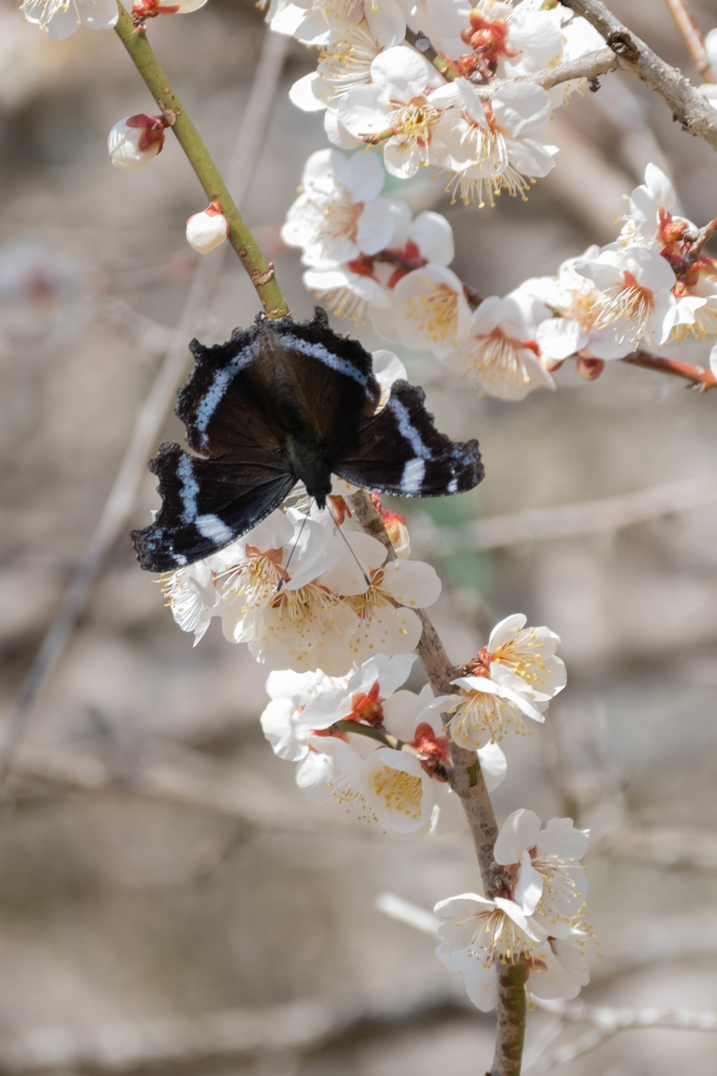 20220312 梅の花咲く散歩道：ミヤマセセリ初見_d0090322_08194449.jpg