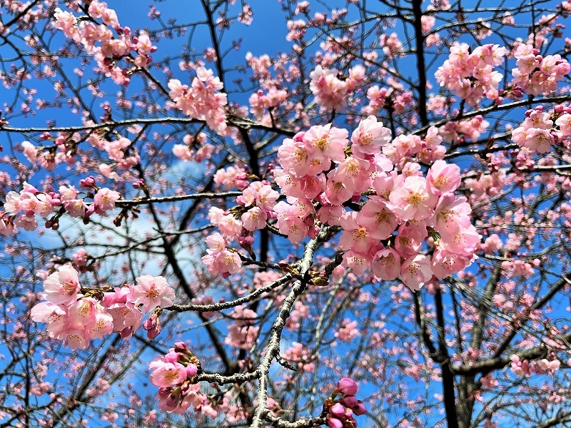 河津桜・・・（４６９２）_e0349324_08303838.jpg