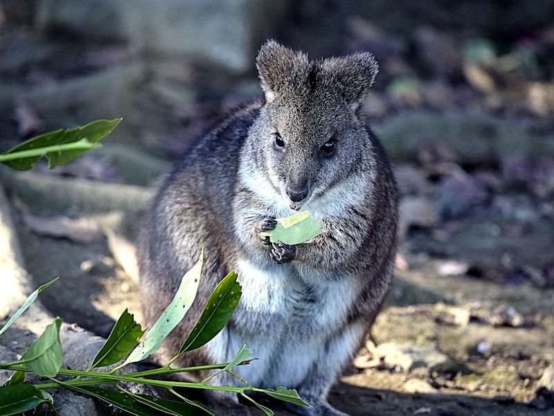 ワラビーとワラルー 動物園放浪記