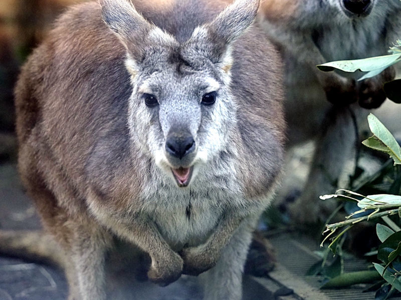ワラビーとワラルー 動物園放浪記