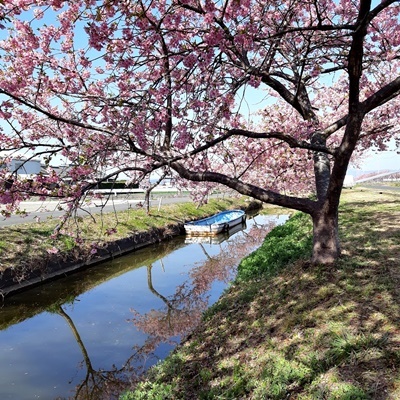 笠松河津桜ロード_f0129726_19085546.jpg