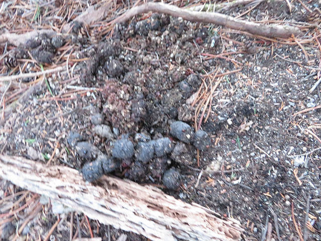 未踏ルートにツキノワグマの爪痕多数あり!! 【奈良県】3/12_d0387443_16142754.jpg