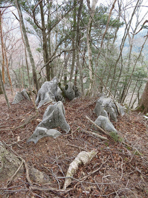 未踏ルートにツキノワグマの爪痕多数あり!! 【奈良県】3/12_d0387443_16143982.jpg