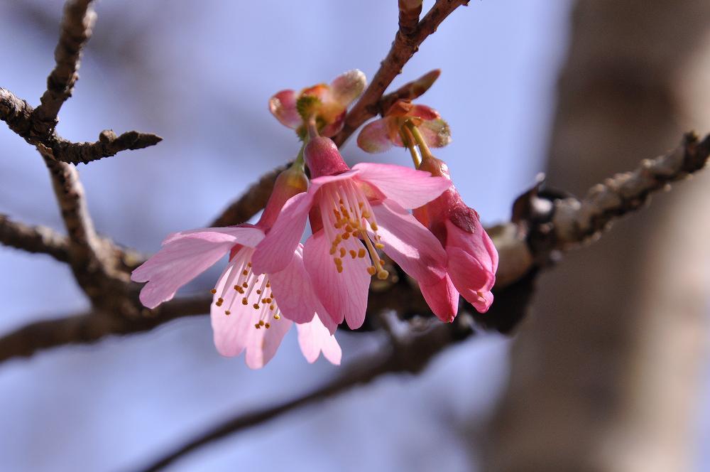 秦野市蓑毛のわくわく広場へ桜の取材_c0059854_20495042.jpg