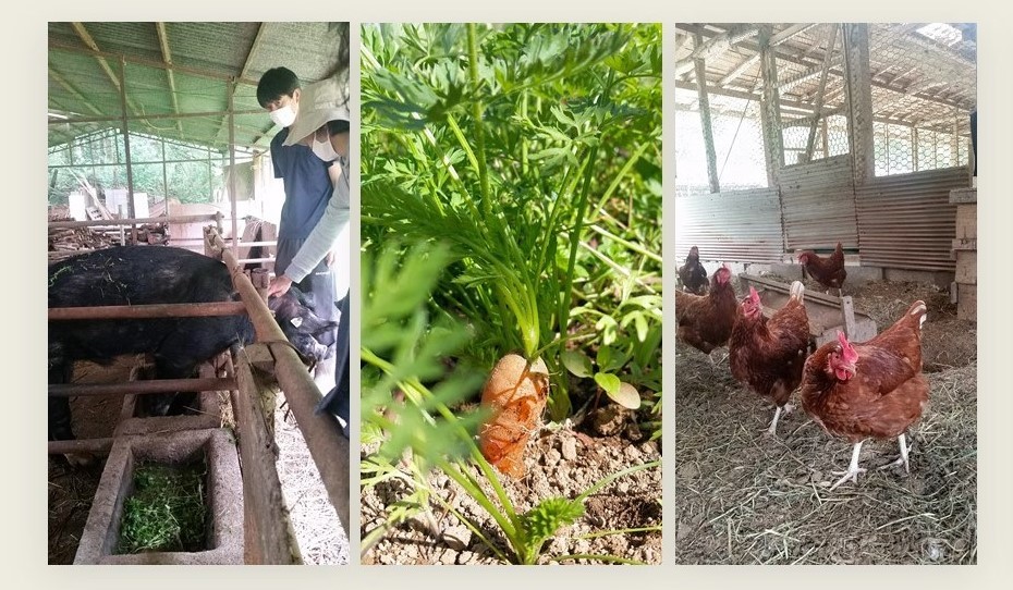 野菜・卵セット付見学受付中_c0177665_11052522.jpg