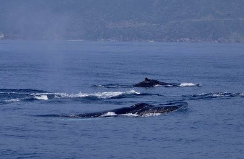 「快晴！クジラ日和！！」_b0033573_10042184.jpg