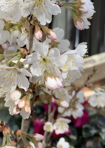 桜_e0358096_20411058.jpeg