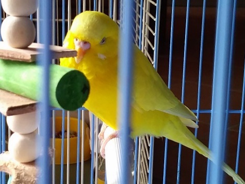 陽だまりの中のPたん_d0006400_01351403.jpg