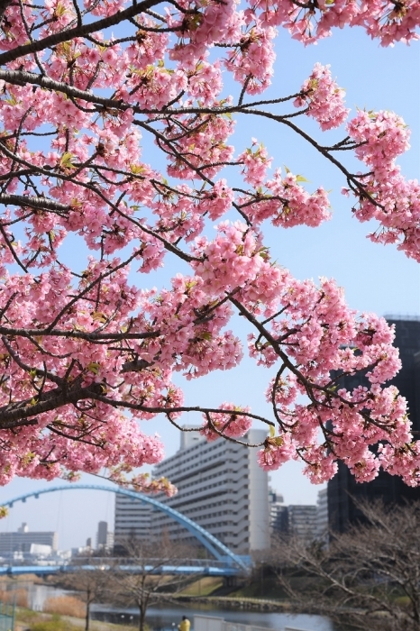 下町の桜風景 ～旧中川～_a0169902_22122217.jpg