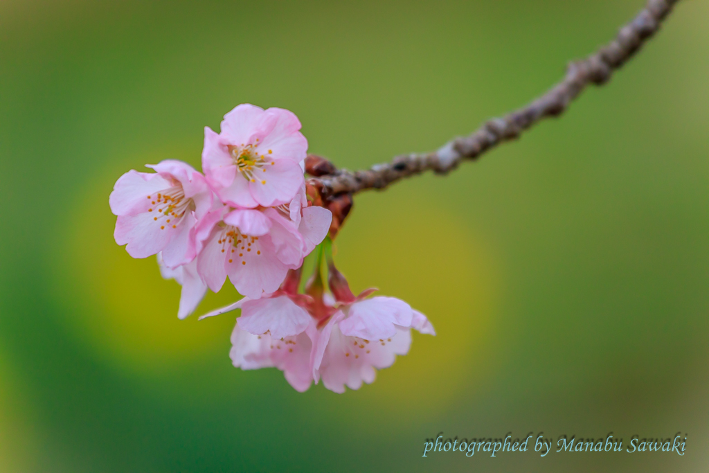 北浅羽の安行桜、見ごろに_b0010915_21163492.jpg