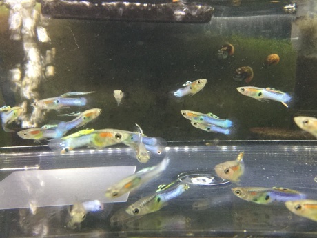 220317 熱帯魚　金魚　水草_f0189122_15394192.jpeg