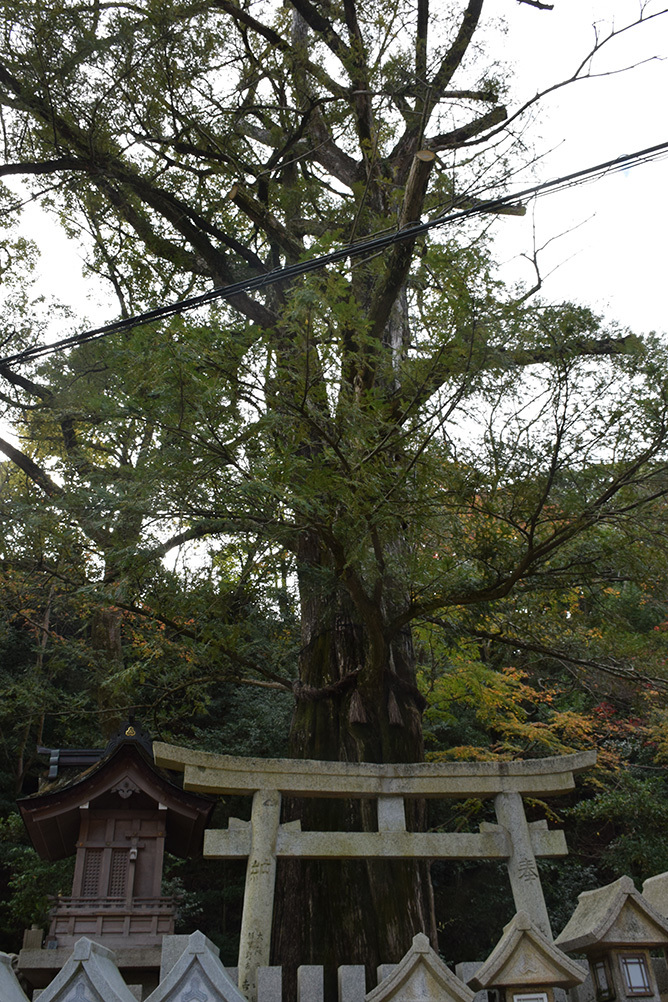 松永久秀終焉の地・信貴山城。 その1 <朝護孫子寺>_e0158128_18352497.jpg