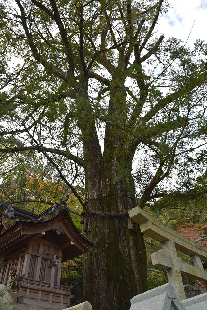 松永久秀終焉の地・信貴山城。 その1 <朝護孫子寺>_e0158128_18353137.jpg