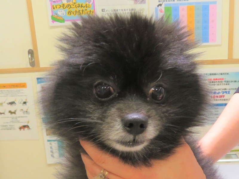 3月 17日の写真_c0174644_18270971.jpg