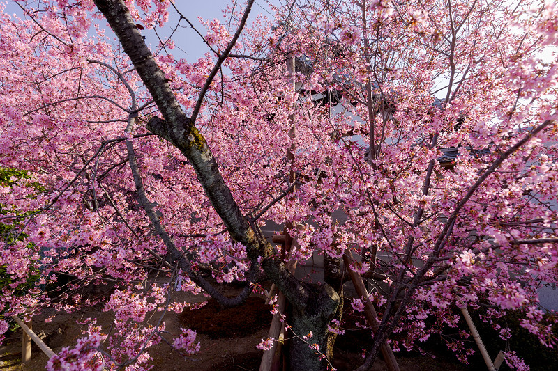 Prologue！2022桜咲く京都　おかめ桜（長徳寺）_f0155048_21493324.jpg