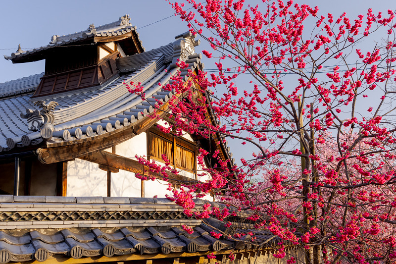 Prologue！2022桜咲く京都　おかめ桜（長徳寺）_f0155048_21512583.jpg