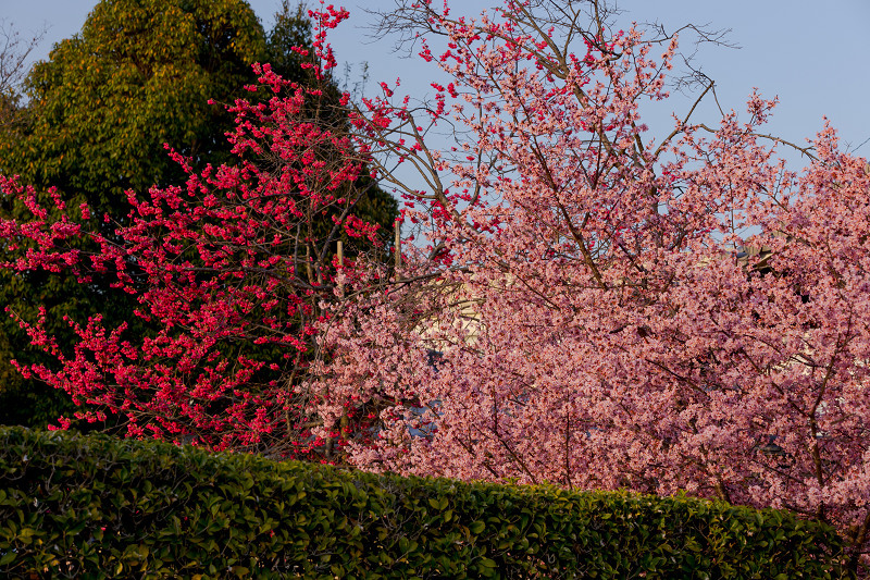 Prologue！2022桜咲く京都　おかめ桜（長徳寺）_f0155048_21520663.jpg