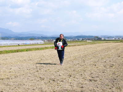砂田米 熊本県菊池市七城町産の『砂田のこだわりれんげ米』 土作りのためのれんげは今年も順調に成長中!_a0254656_18190240.jpg