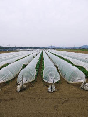 砂田米 熊本県菊池市七城町産の『砂田のこだわりれんげ米』 土作りのためのれんげは今年も順調に成長中!_a0254656_18322825.jpg